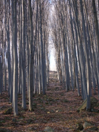 Lesní komplex se nachází v masivu severozápadní části Blanského lesa, 2 km od obce Lipanovice. 