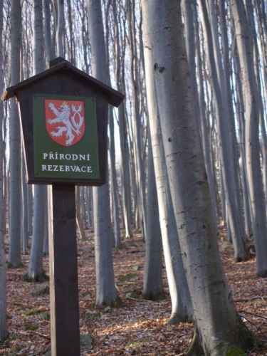 Jsou zde přirozená lesní společenstva květnatých bučin a suťových lesů s plošně rozsáhlými porosty měsíčnice vytrvalé. Početné jsou i populace druhově pestré a specifické fauny bezobratlých a avifauny, listnaté porosty a sutě. 