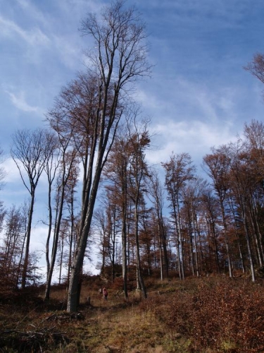 Tady je už převýšení srandovní, protože cesta od Albertova vede těsně pod hřebeny. Nahoře je vícero kamenných "rozhleden", ale i tak vrcholovou tyčku s nápisem BULOVÝ 952,8 M/M v pohodě najdeme.