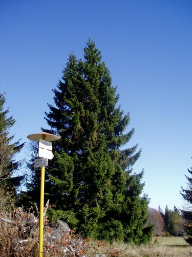 U Doupné hory a rozcestí Sněžná (1 020 m. n. m.) se dočkáme i zelené turistické značky a stáčíme po ní své kroky zpět k Arnoštovu.