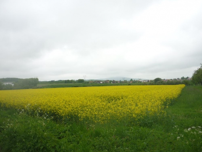 Řepkové pole