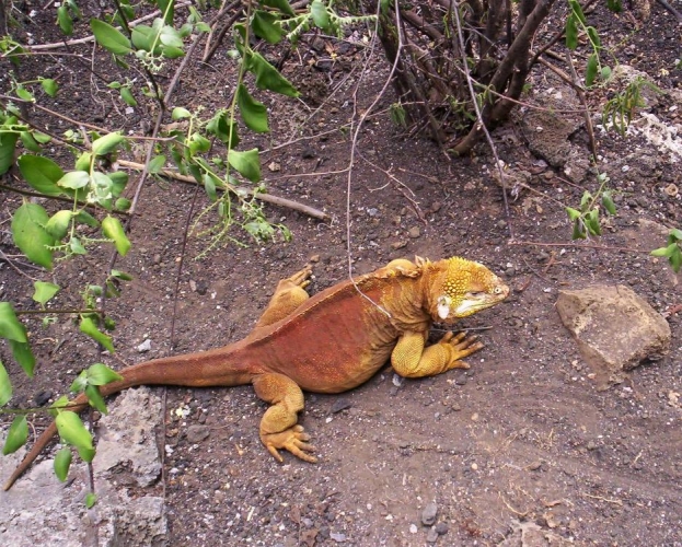 Galapágy-leguán