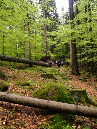 Mapa se moc využít nedá, dostáváme se do mokřad a nízkých smrčků. Za chvíli už nevíme kudy kam. Není se čeho chytit, terén je značně nepřehledný a tak není divu, když Luděk po kontrole pozice busolou zjišťuje špatný směr postupu. Naštěstí se vracíme jen kousek a správná stezka už nás neomylně směruje k sedlu a cestě Arnoštov-Záhvozdí.