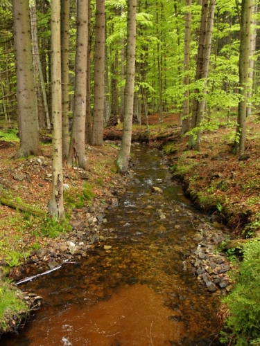 Jinak je tady úplný klid, turista sem netrefí a právě proto jsme sem do VVP zamířily naše stopy.