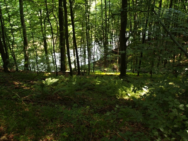 Relaxační charakter jízdy lesem je umocněn tichem.