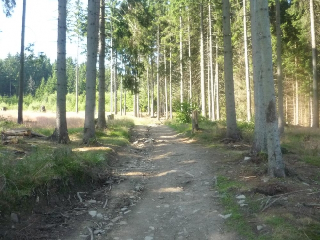 Cesta