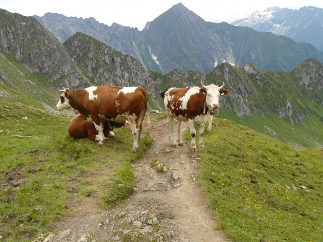 Krávy nám zastoupili cestu a vypadají bojovně. Tam nás pustili snadno, zpátky už nechtějí, holky jedny. :) Co jim asi za průchod dáme?
