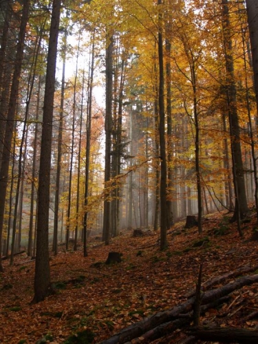Bučinou.