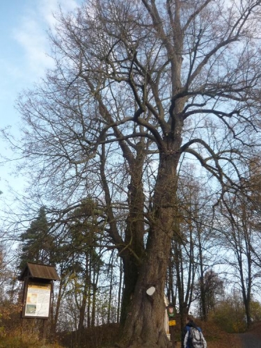 Památný strom