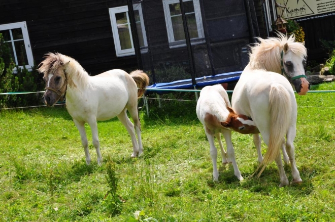 Další skupinové foto - poníků.