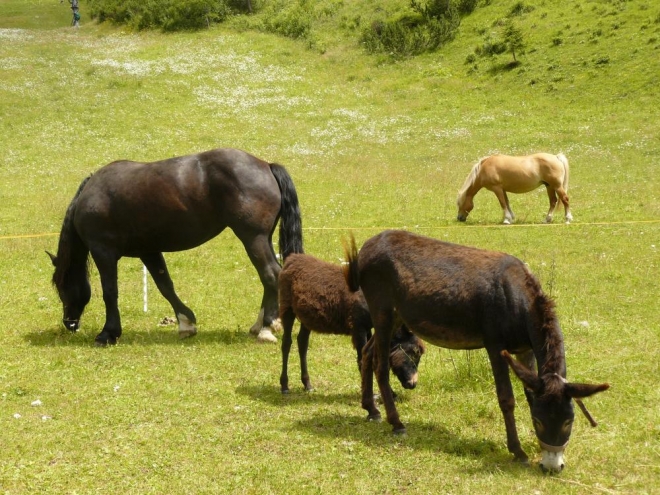 Koně a dva oslíci pasoucí se poblíž jedné chaty
