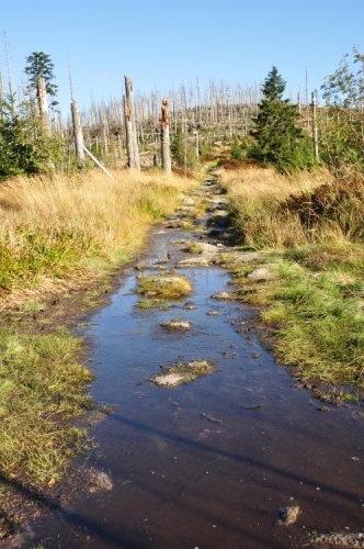 Spoušť s sebou přináší i další nepříjemnosti. Rozbahněný terén, splavování a narušení půdy, přes sebe popadané kmeny a hlavně zmizení mnoha druhů ptáků a zvěře. Datlík tříprstý má v těchto chvílích smůlu.
