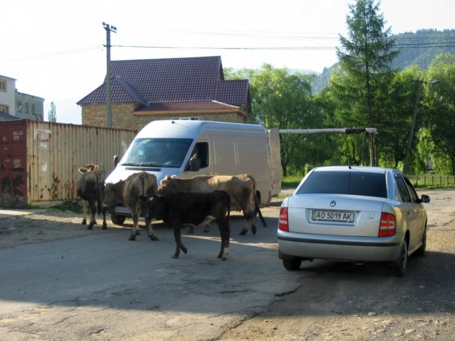 Dobytek má zásadně přednost.