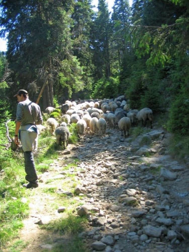 Postupně scházíme do lesa, kde potkáváme velké stádo ovcí v čele s kozou. Bača je musí hnát pěkně z daleka a moc se s nimi nemaže. 