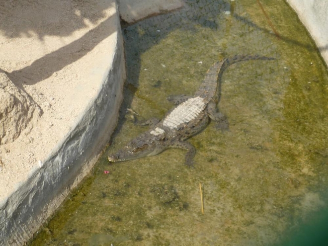 Osamocený krokodýl