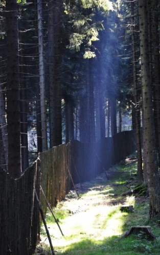 Tady se stáčí ohrada k Rozcestí pod Bobíkem, kdysi vedla dále pod směrem k Volarům a Bobík byl v ní ukrytý. Dnes je již mimo oboru.