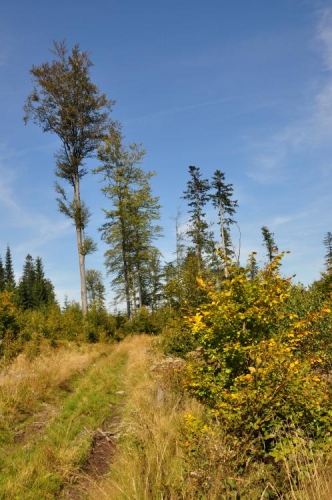 Nad Včelnou.