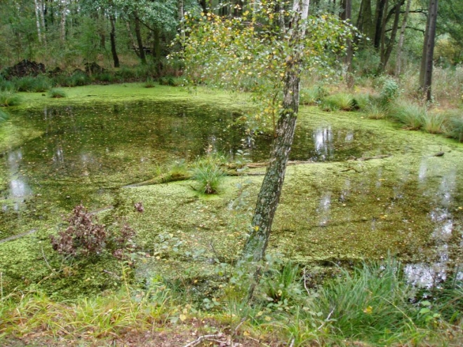 Tůně jsou hned v sousedství Řežabince, nejsou ale průchodné žádnou stezkou.