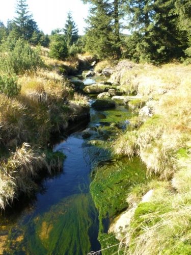 Bílá smědá. Z podobného potoka, který navíc teče trochu více, nabíráme vodu na pití, což se většině nelíbí. Nevím proč, když pastviny tu nikde nejsou a voda není stojatá. :)