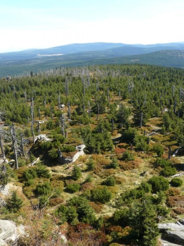 Charakter typického lesa uprostřed Jizerek