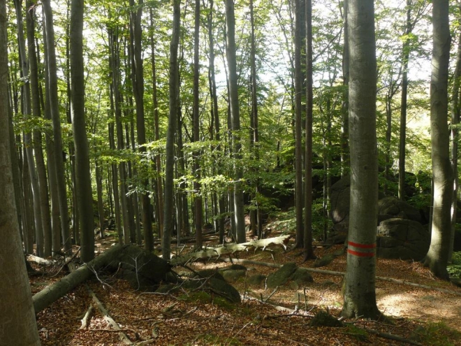 Bukový svah se skalami nad Oldřichovským sedlem