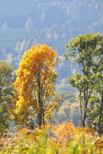 Kraj se opět zabarvuje podzimními barvami, stoupáme s výhledem na vrchy Špičák a Nad Hospodárnicí. 