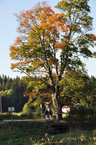 Celá trasa byla odhadem dlouhá 25km a s přestávkami jsme ji šli necelých osm hodin. Převýšení nějaké bylo, ale díky pozvolnému stoupání až na Zadní Bor nepříliš těžké. Nebýt Knížecího stolce a cyklistů, nepotkali bychom ani živáčka.
