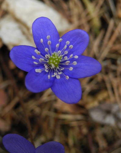 Jedny z prvních jarních kvítků, jaterníky, září modře v nekonečné monotónní šedi spadaného jehličí a suchých bukových listů.