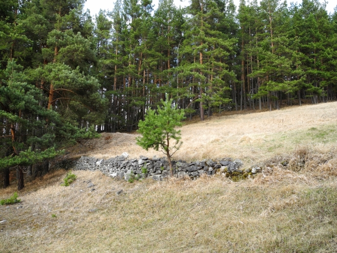 Lesní mýtiny jsou parcelovány navršenými kameny, kterých je v okolí všude plno.