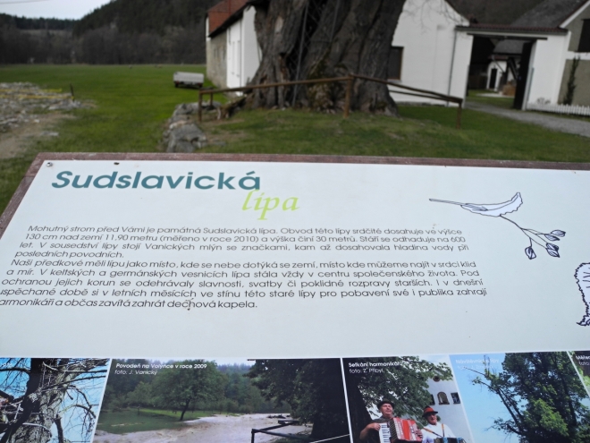 Říká se, že pod lípou měl svá kázní mistr Jan Hus. Lípa byla konzervována v roce 1971 a jde o velmi zdařilou konzervaci. Zpevnění kmenu a koruny pomocí lan, řetězů a kovových pásů přečkalo nejen povodeň v roce 2002, ale také orkán Kyrill o pět let později.
