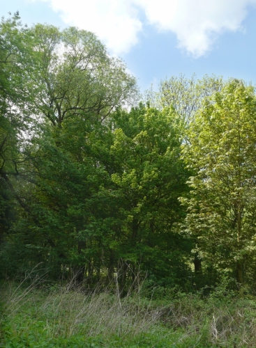 Stromy na ostrově aneb pokus o HDR fotku.