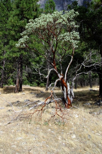 Národní park Yosemite