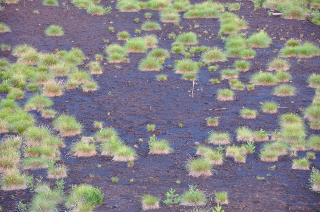 Trsy suchopýru dělají na černém podkladu rašeliny zajímavé obrazce. 