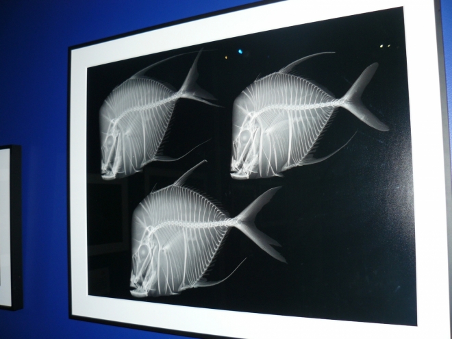 Ryby pod rentgenem