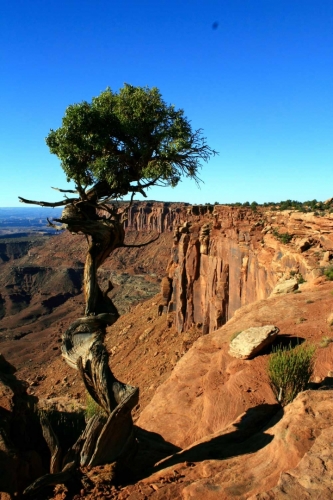 Utah, National Park Canyonlands, Grand view Point Overlook - bonsai