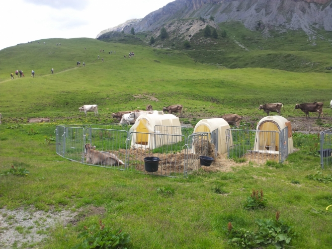 Příbytky pro (vybrané) krávy u chaty Alpe Trela