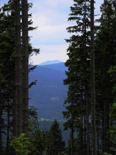 V modravé dáli ční nade všemi vrcholy Šumavy Velký Javor (1 456m).