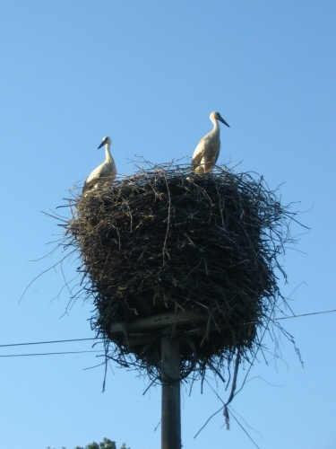 Čapí hnízdo stojící na kůlu uprostřed vesnice. Tyhle ptáky jen tak něco nerozhodí.