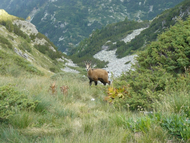 Scházíme dolů k chatě Vichren a co nevidíme! Kamzíka!