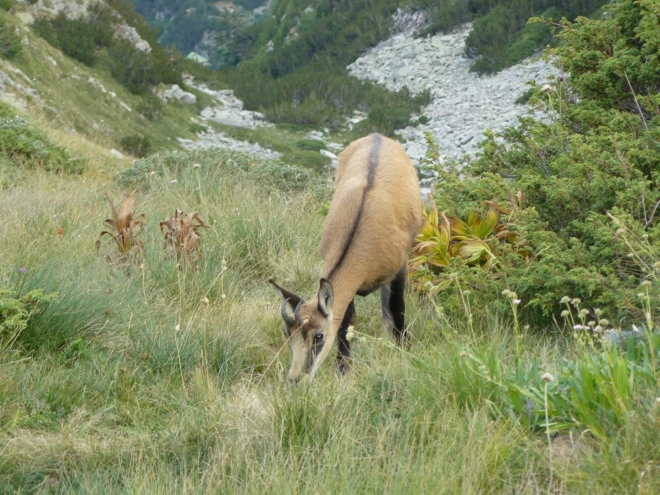 Vůbec se nás nebojí, klidně se pase a chodí okolo nás. Asi jde o mládě. My zatím skoro ani nedýcháme (ale zato fotíme).