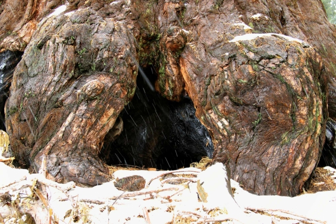 California, Sequoia National Park - pata sekvoje