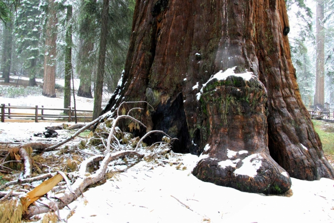 California, Sequoia National Park - pata sekvoje