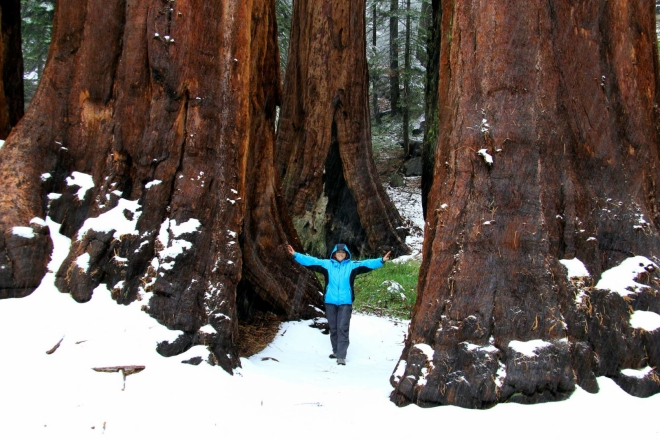California, Sequoia National Park - trpaslíci mezi obry
