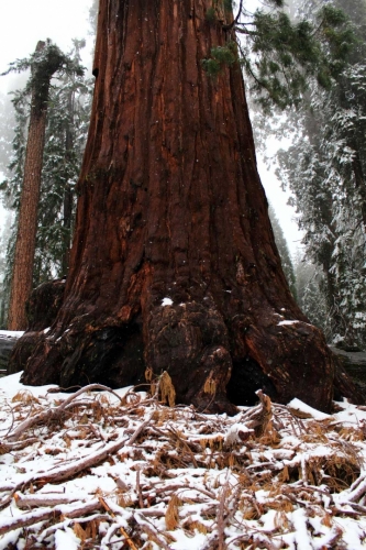 California, Sequoia National Park 