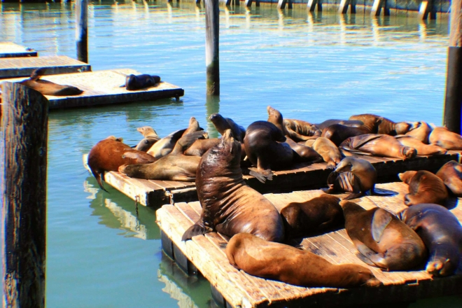 California, San Francisco - kolonie lvounů v přístavu