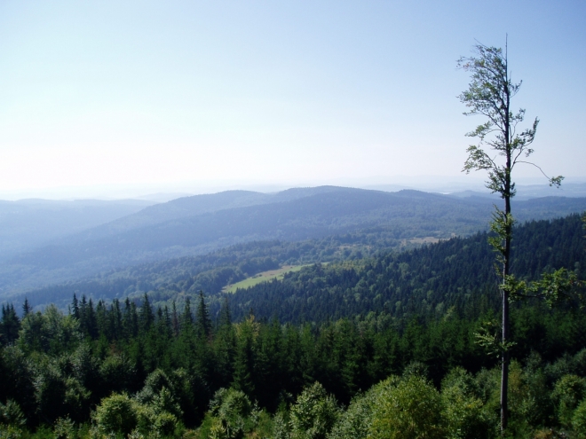 Výhledy z Velkého Plešného postupně zakrývají vzrůstající stromy.