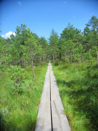 Jak postupujeme dál, stromů podél chodníku ubývá.