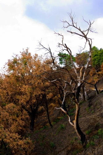 Národní park Aspromonte - ohořelé stromy jsou zde poměrně častý jev