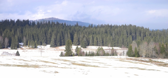 Údolí Studené Vltavy zdobí koruna vrcholových bučin Stožce (1 065m).