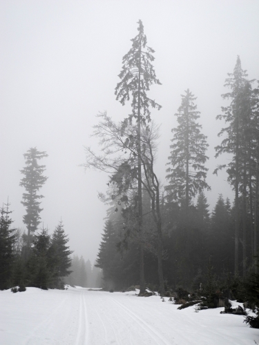 Nad Kubovo Hutí se okolo mohutného Obrovce (1 146m) pravidelně obnovují závodní běžkařské okruhy, kterých jsme i my využili. Mimo vysoký les se jelo velmi dobře, v něm byla stopa zmrzlejší a hlavně zasypaná jehličím a větvičkami. Přesto jsme si poslední letošní jízdu užili.